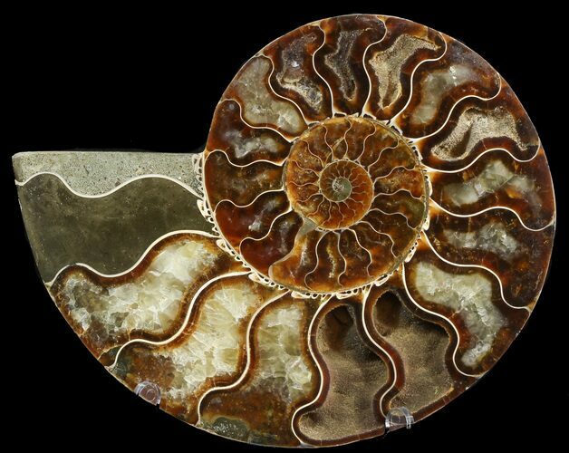 Cut Ammonite Fossil (Half) - Agatized #47742